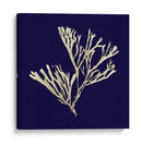 Algas Marinas En La Marina Ii - Vision Studio | Cuadro decorativo de Canvas Lab