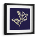 Algas Marinas En La Marina Ii - Vision Studio | Cuadro decorativo de Canvas Lab