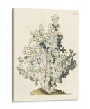 Coral Antiguo I - Vision Studio | Cuadro decorativo de Canvas Lab