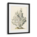 Coral Antiguo I - Vision Studio | Cuadro decorativo de Canvas Lab