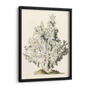 Coral Antiguo I - Vision Studio | Cuadro decorativo de Canvas Lab