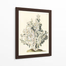 Coral Antiguo I - Vision Studio | Cuadro decorativo de Canvas Lab