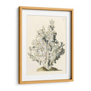 Coral Antiguo I - Vision Studio | Cuadro decorativo de Canvas Lab