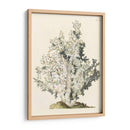 Coral Antiguo I - Vision Studio | Cuadro decorativo de Canvas Lab