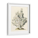 Coral Antiguo I - Vision Studio | Cuadro decorativo de Canvas Lab