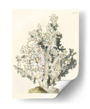 Coral Antiguo I - Vision Studio | Cuadro decorativo de Canvas Lab