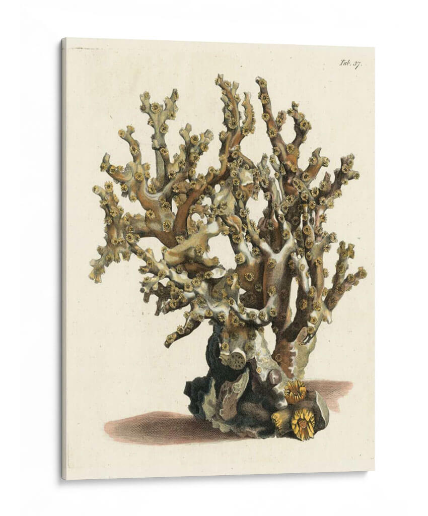 Antiguo Coral Ii - Vision Studio | Cuadro decorativo de Canvas Lab