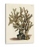 Antiguo Coral Ii - Vision Studio | Cuadro decorativo de Canvas Lab