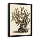 Antiguo Coral Ii - Vision Studio | Cuadro decorativo de Canvas Lab