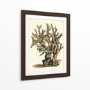 Antiguo Coral Ii - Vision Studio | Cuadro decorativo de Canvas Lab
