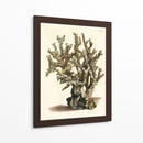 Antiguo Coral Ii - Vision Studio | Cuadro decorativo de Canvas Lab
