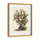 Antiguo Coral Ii - Vision Studio | Cuadro decorativo de Canvas Lab