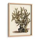 Antiguo Coral Ii - Vision Studio | Cuadro decorativo de Canvas Lab