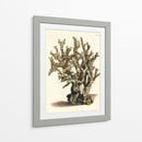 Antiguo Coral Ii - Vision Studio | Cuadro decorativo de Canvas Lab
