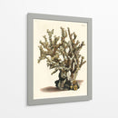 Antiguo Coral Ii - Vision Studio | Cuadro decorativo de Canvas Lab