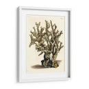 Antiguo Coral Ii - Vision Studio | Cuadro decorativo de Canvas Lab