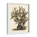 Antiguo Coral Ii - Vision Studio | Cuadro decorativo de Canvas Lab