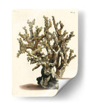 Antiguo Coral Ii - Vision Studio | Cuadro decorativo de Canvas Lab