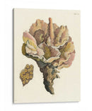 Antiguo Coral Iii - Vision Studio | Cuadro decorativo de Canvas Lab