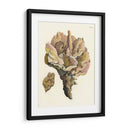 Antiguo Coral Iii - Vision Studio | Cuadro decorativo de Canvas Lab