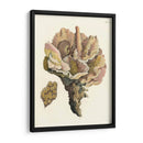 Antiguo Coral Iii - Vision Studio | Cuadro decorativo de Canvas Lab