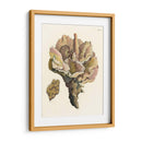 Antiguo Coral Iii - Vision Studio | Cuadro decorativo de Canvas Lab