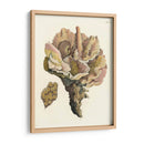 Antiguo Coral Iii - Vision Studio | Cuadro decorativo de Canvas Lab