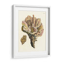 Antiguo Coral Iii - Vision Studio | Cuadro decorativo de Canvas Lab