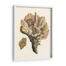 Antiguo Coral Iii - Vision Studio | Cuadro decorativo de Canvas Lab