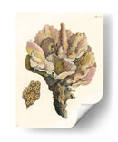 Antiguo Coral Iii - Vision Studio | Cuadro decorativo de Canvas Lab