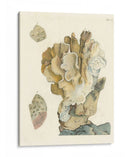 Antiguo Coral Iv - Vision Studio | Cuadro decorativo de Canvas Lab