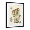 Antiguo Coral Iv - Vision Studio | Cuadro decorativo de Canvas Lab