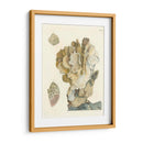 Antiguo Coral Iv - Vision Studio | Cuadro decorativo de Canvas Lab