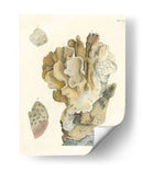 Antiguo Coral Iv - Vision Studio | Cuadro decorativo de Canvas Lab