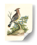 Pasado En La Naturaleza Iii - George Edwards | Cuadro decorativo de Canvas Lab