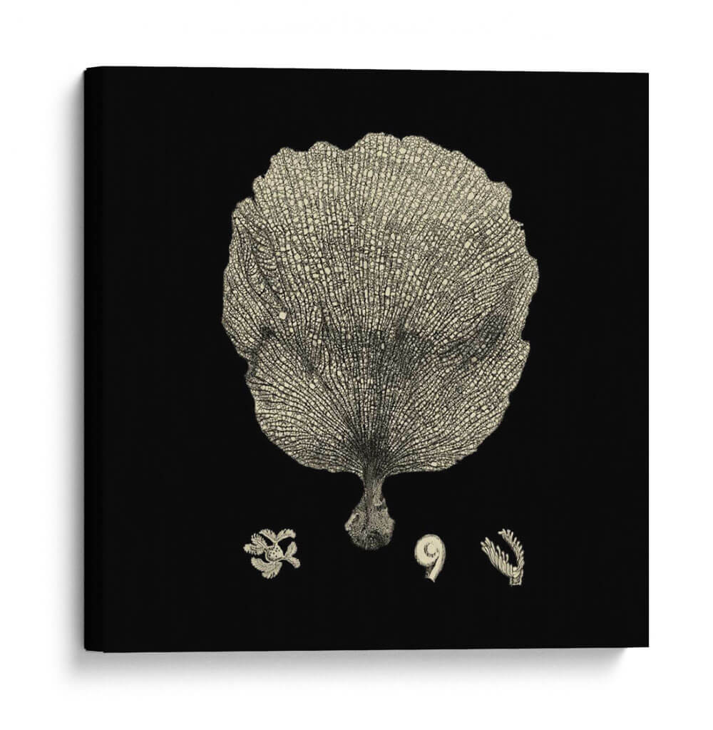 Negro Y Tan Coral Ii - Vision Studio | Cuadro decorativo de Canvas Lab
