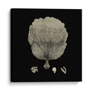 Negro Y Tan Coral Ii - Vision Studio | Cuadro decorativo de Canvas Lab