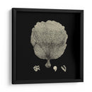 Negro Y Tan Coral Ii - Vision Studio | Cuadro decorativo de Canvas Lab