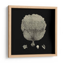 Negro Y Tan Coral Ii - Vision Studio | Cuadro decorativo de Canvas Lab