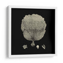 Negro Y Tan Coral Ii - Vision Studio | Cuadro decorativo de Canvas Lab