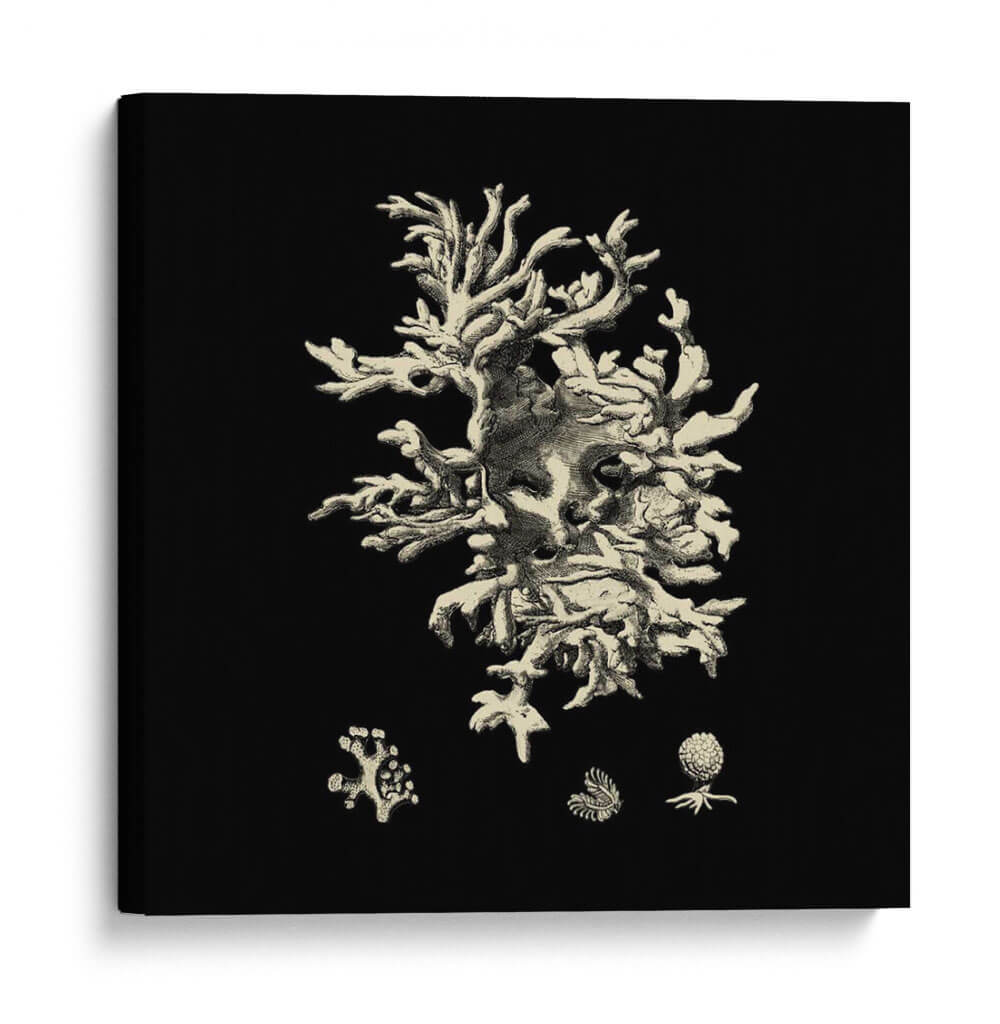 Negro Y Tan Coral Iii - Vision Studio | Cuadro decorativo de Canvas Lab