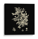 Negro Y Tan Coral Iii - Vision Studio | Cuadro decorativo de Canvas Lab