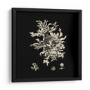 Negro Y Tan Coral Iii - Vision Studio | Cuadro decorativo de Canvas Lab