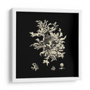 Negro Y Tan Coral Iii - Vision Studio | Cuadro decorativo de Canvas Lab