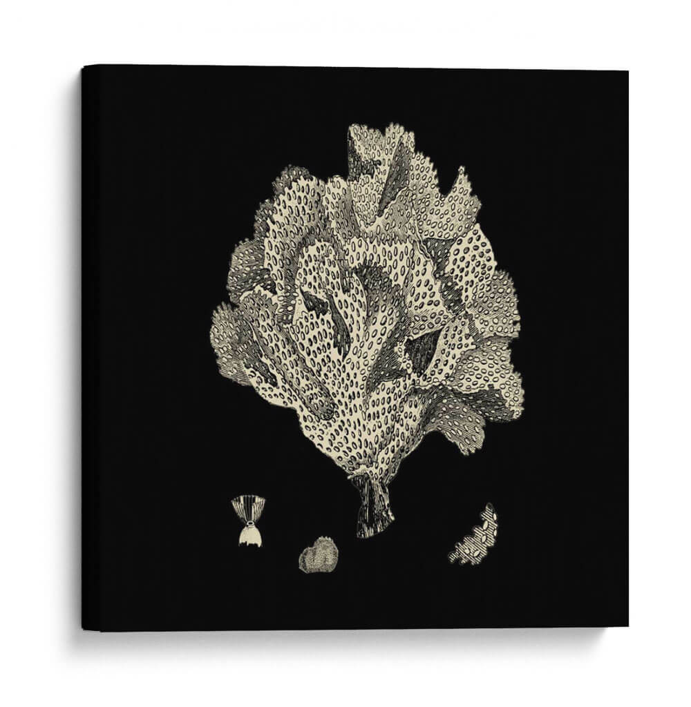 Black Y Tan Coral Iv - Vision Studio | Cuadro decorativo de Canvas Lab