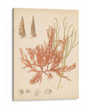 Reliquia Costera Iii - Vision Studio | Cuadro decorativo de Canvas Lab