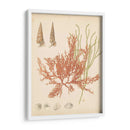 Reliquia Costera Iii - Vision Studio | Cuadro decorativo de Canvas Lab