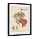 Reliquia Costera Iv - Vision Studio | Cuadro decorativo de Canvas Lab