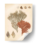 Reliquia Costera Iv - Vision Studio | Cuadro decorativo de Canvas Lab