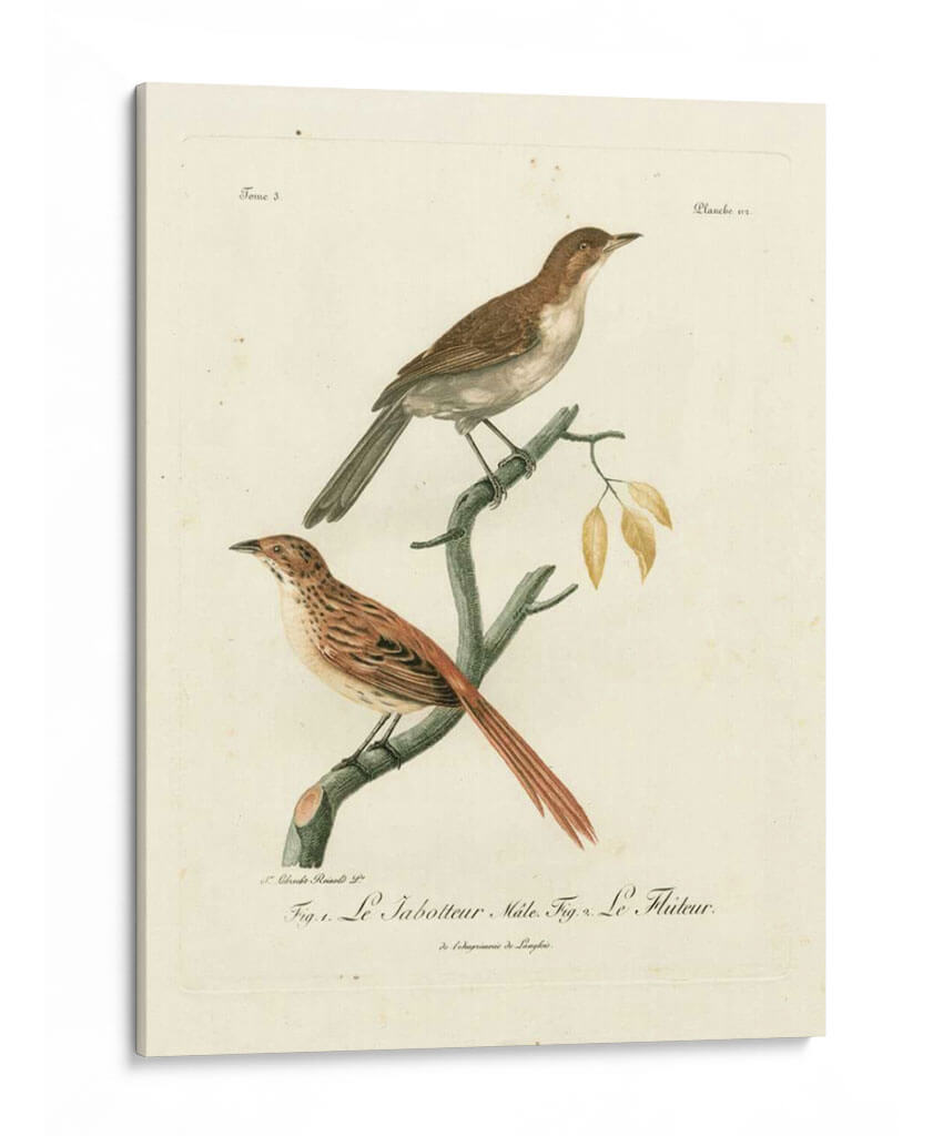 Aves Francesas Antiguas I - de Langlois | Cuadro decorativo de Canvas Lab